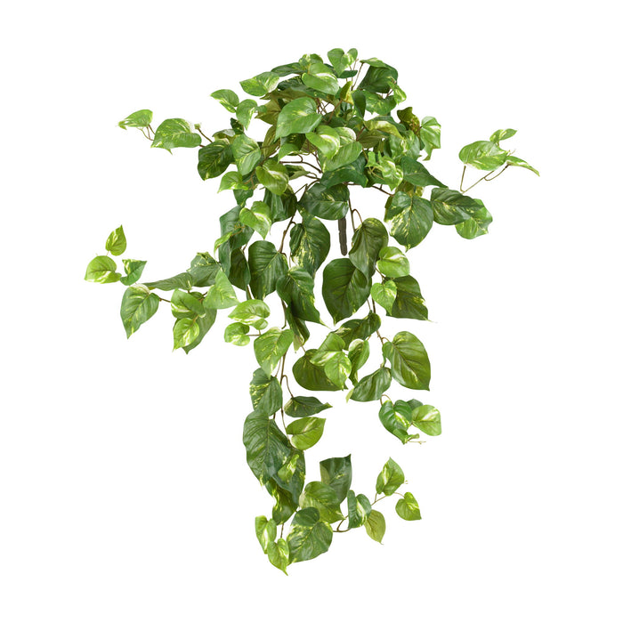 40" Pothos Hanging Bush (Set of 3)