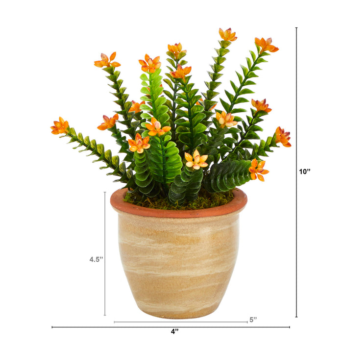 10" Flowering Sedum Succulent Plant in Ceramic Planter