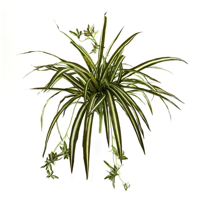 23" Spider Plant Bush (Set of 4)