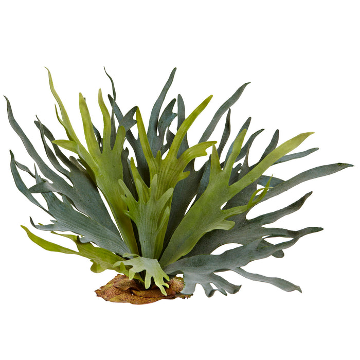 21" Staghorn Fern (Set of 2)